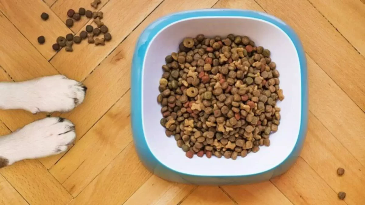 How to Consider Best Dog Food in India? 4 Brands You Must Know About! 1 best dog food in India