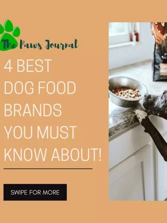 4 Best Dog Food Brands You Must Know About