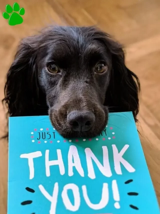 DIY Dog Grooming at Home