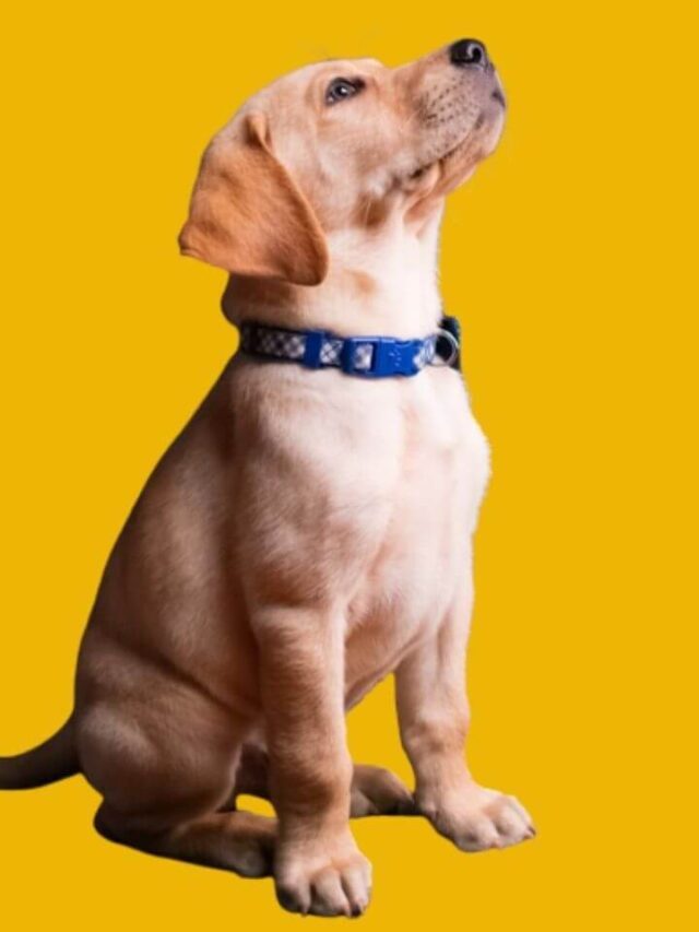 How to Choose the Right Dog Breed for You?