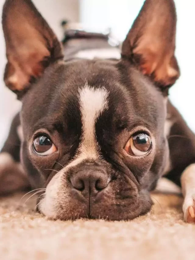 cropped-Boston-Terrier.webp