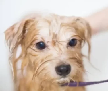 Dog having bath