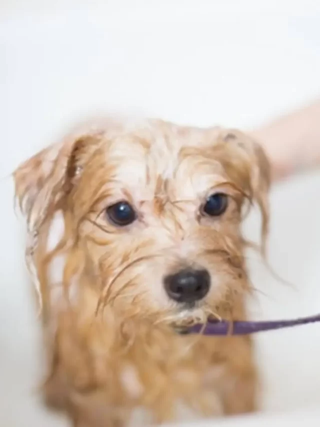 Dog having bath