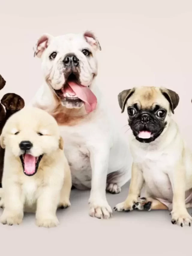 10 Cutest Dog Breeds in the World!
