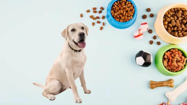 Best Dog Food for Golden Retriever