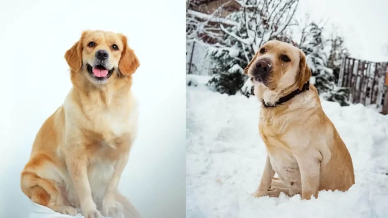 Goildern Retriever Vs Labrador Retriever FT