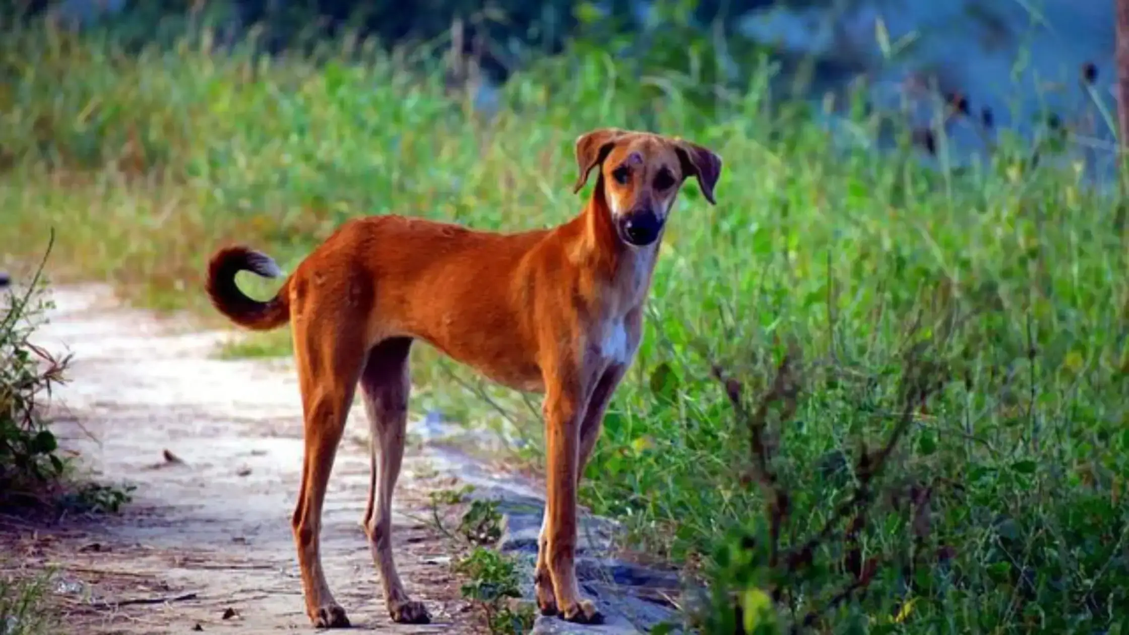 Indian Pariah Dog: History, Training & Care | The Paws Journal