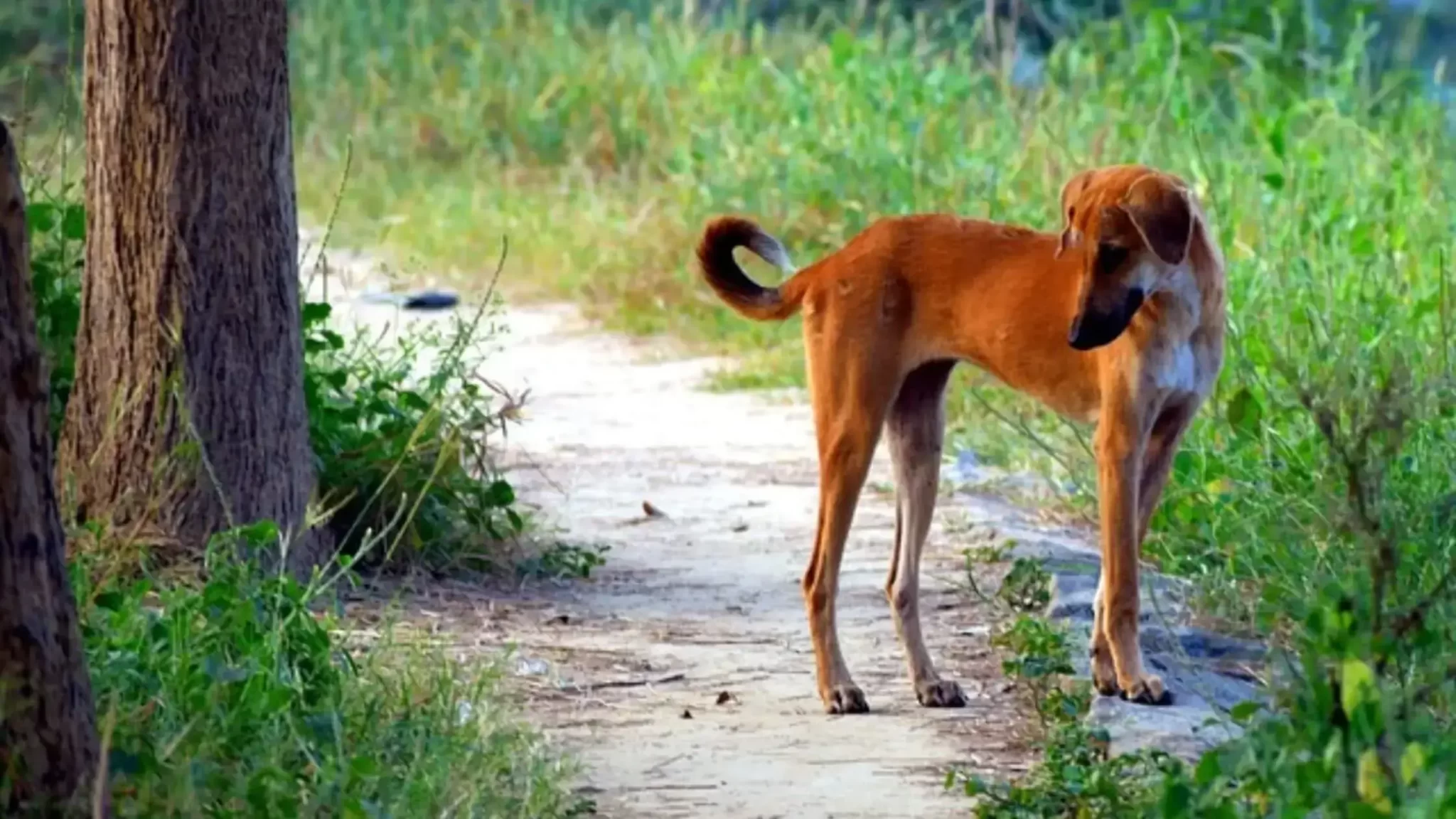 Пария. Собаки парии. Собаки парии фото. Кирки порода собак. Indian Pariah Dog.