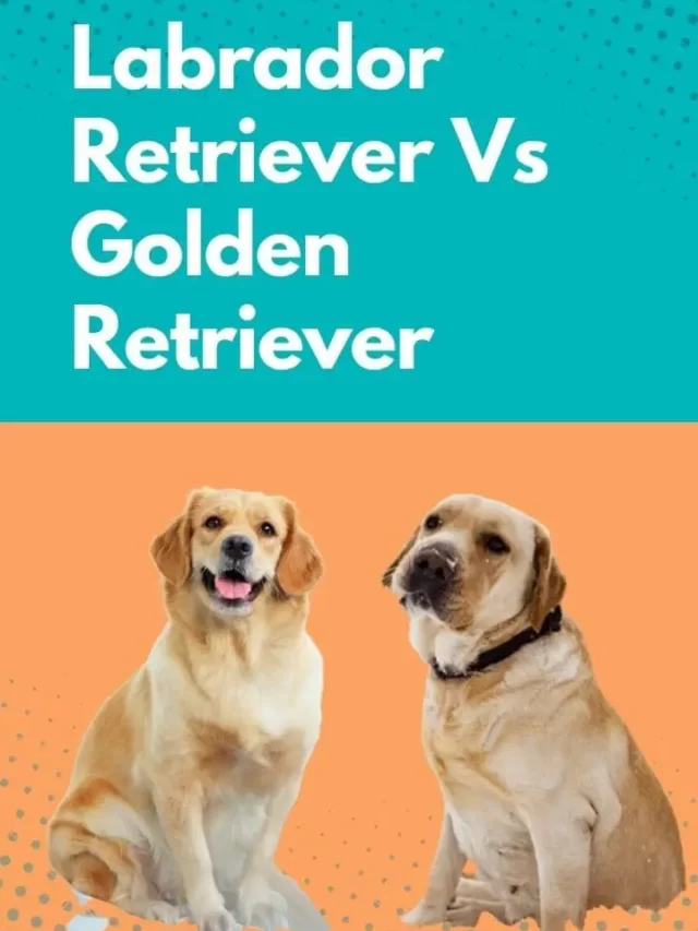 cropped-Labrador-retriever-vs-Golden.webp