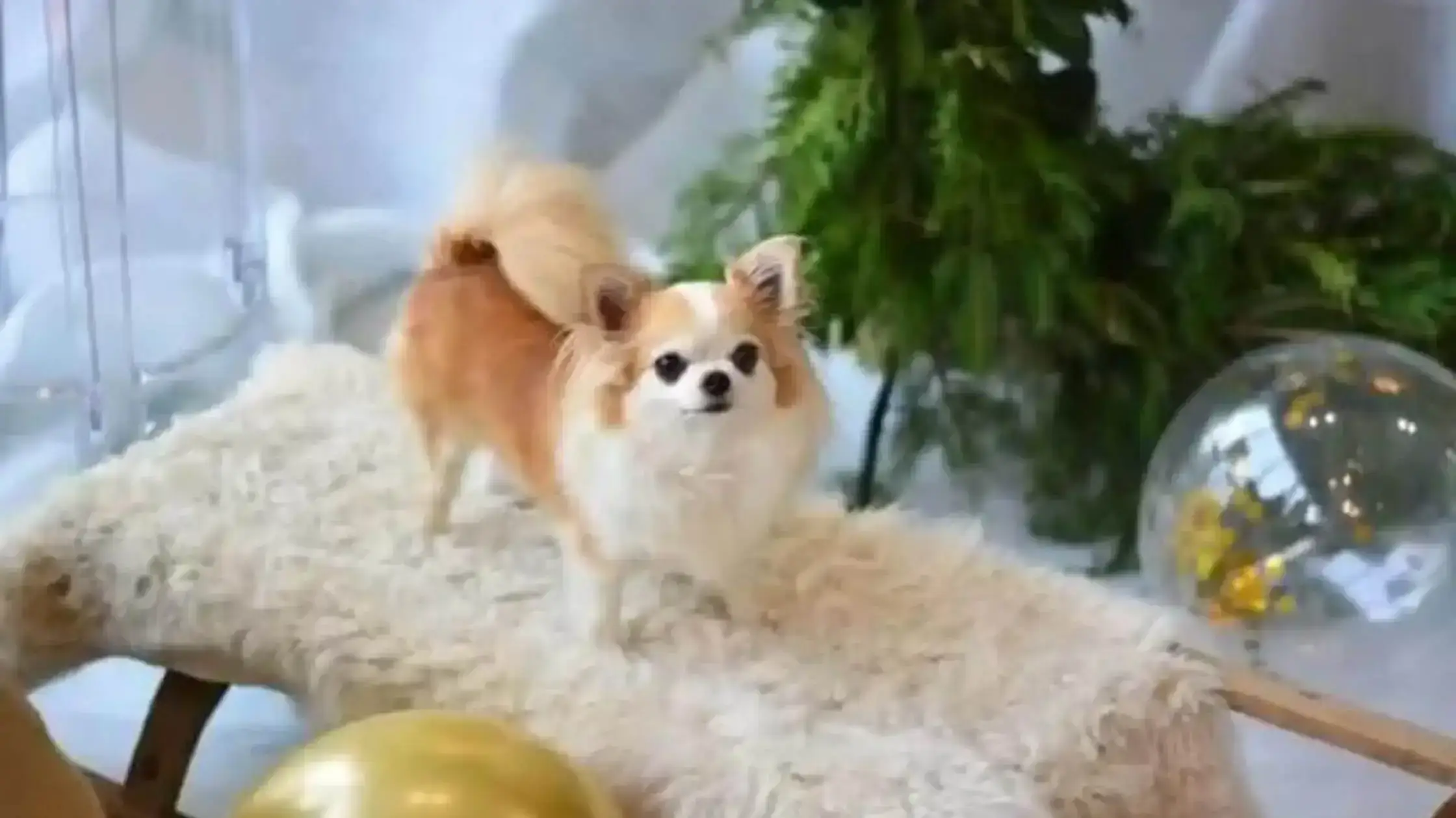 10 Most Popular Teacup Dog Breeds