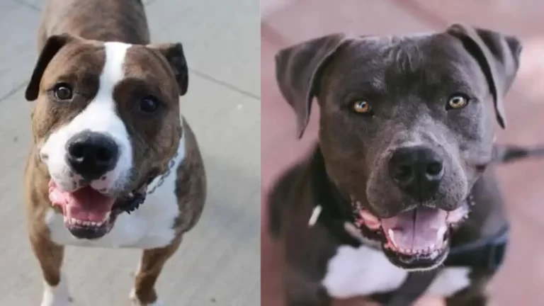 American Bully vs Pitbull