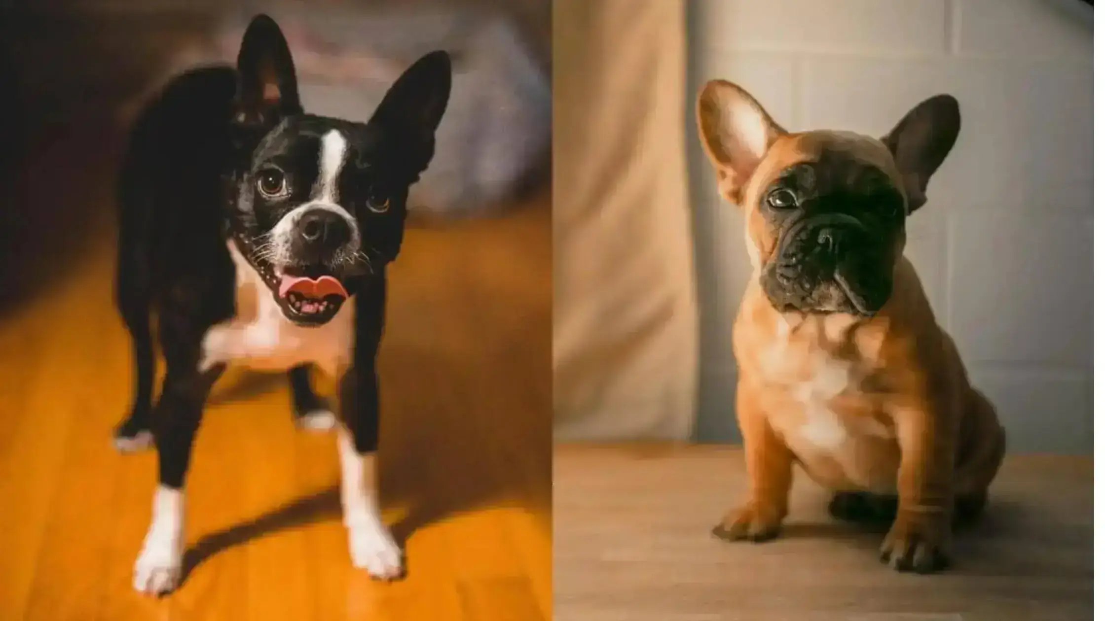 Boston terrier vs French bulldog