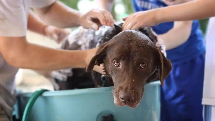 Dog Bathing Tips