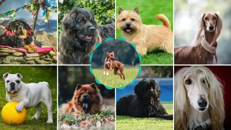 Most Expensive Dog Breeds