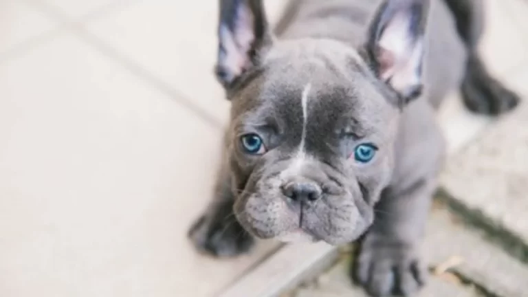 blue french bulldog