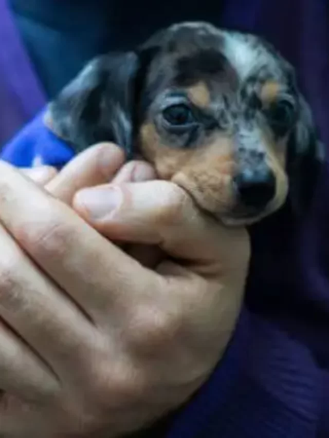 Miniature Dachshund