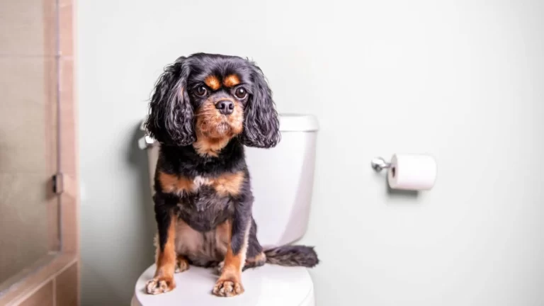 Potty Training a Puppy