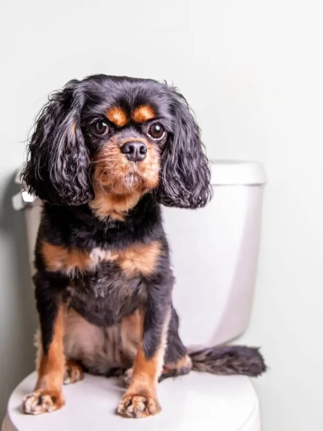 Puppy Potty Training