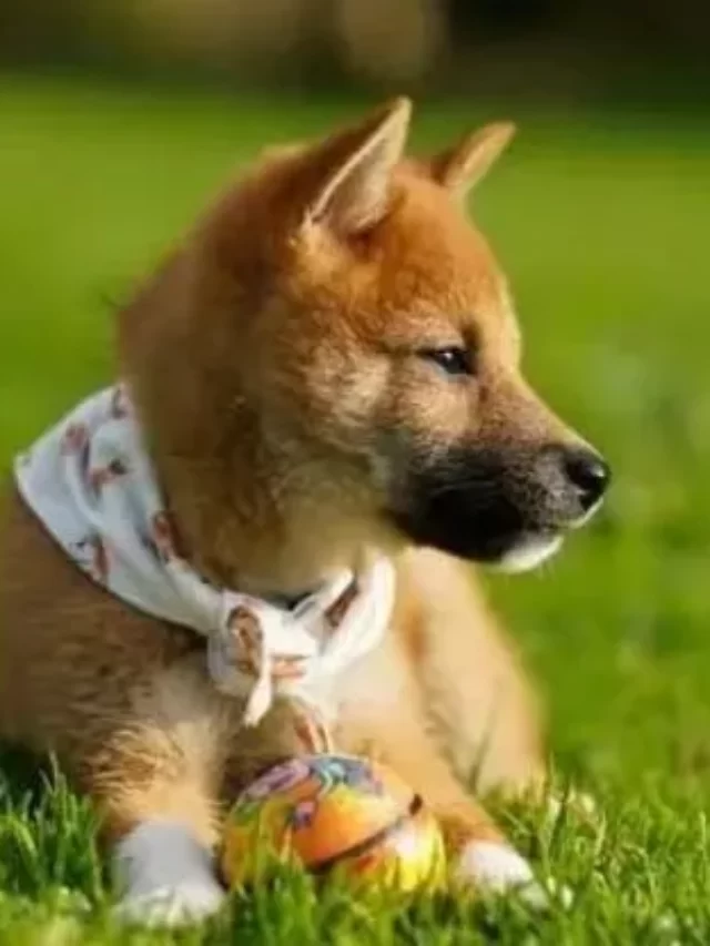Shiba Inu