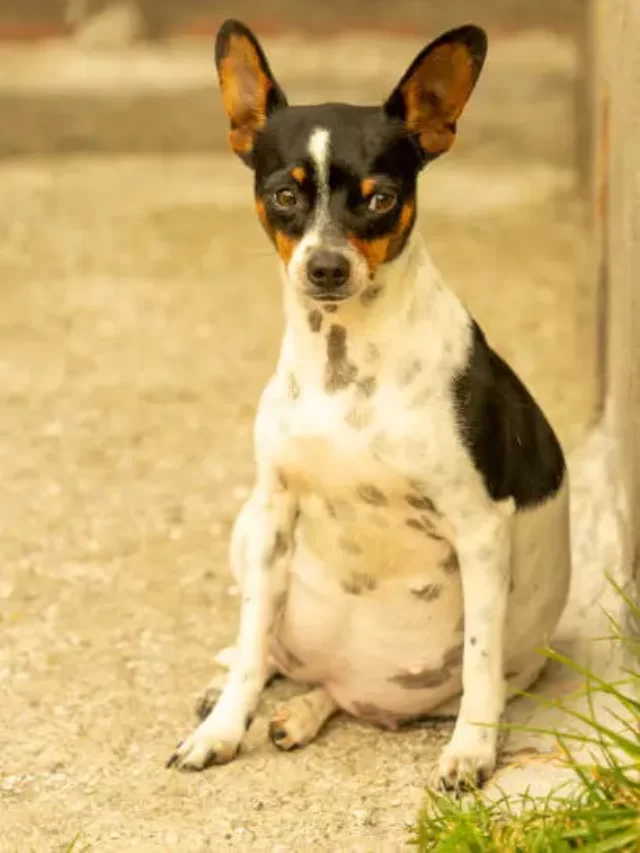 pregnant dog