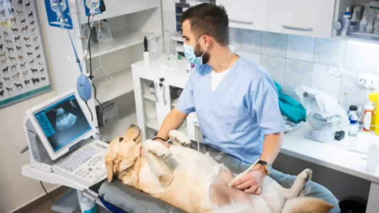 dogs gestation period