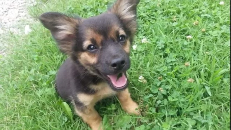 Chihuahua German Shepherd Mix