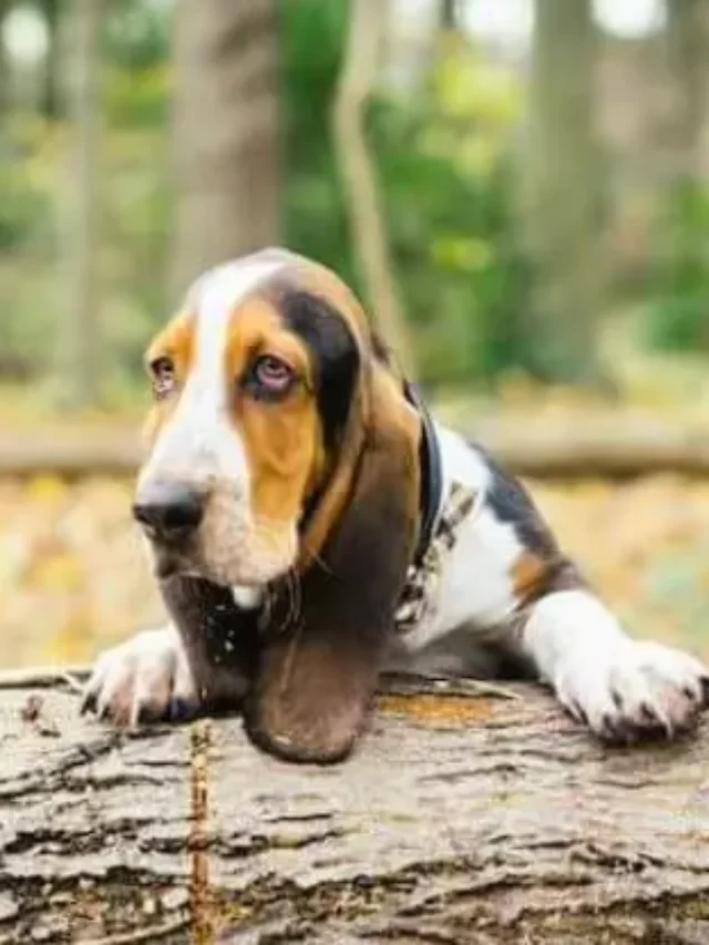 Basset Hounds 4