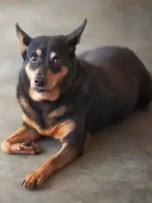 German Shepherd Chihuahua Mix Puppy