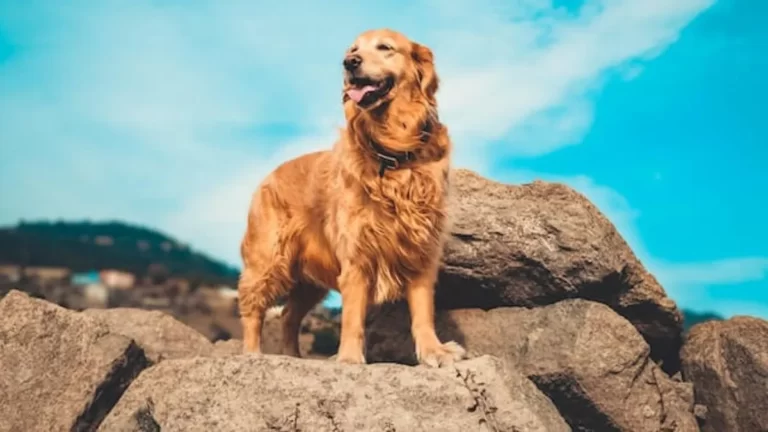 Golden Retriever Overview