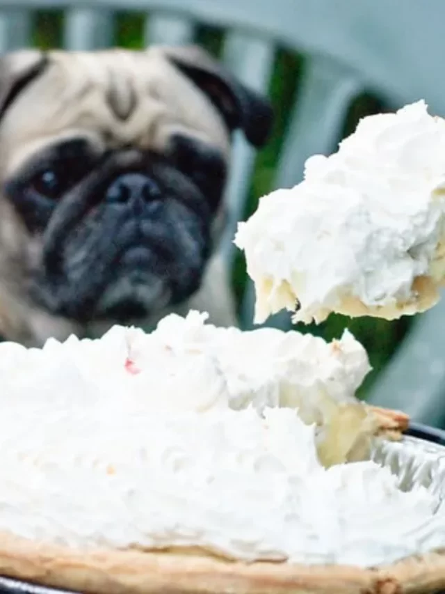 whipped cream safe for dogs