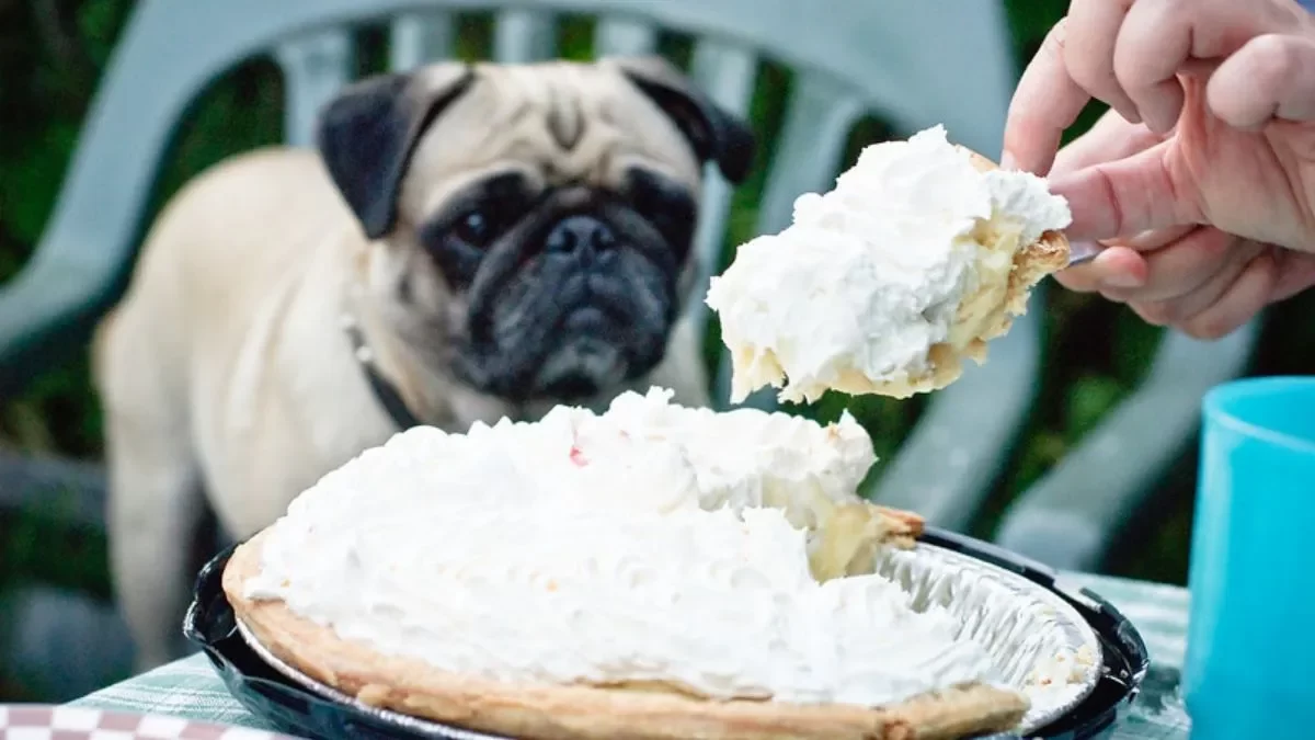 Whipped Cream Safe For Dogs? Everything You Need to Know Before Taking Your Pooch For Puppuccino! 1 whipped cream safe for dogs