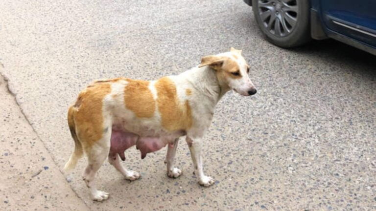 Dogs Pregnancy Stages