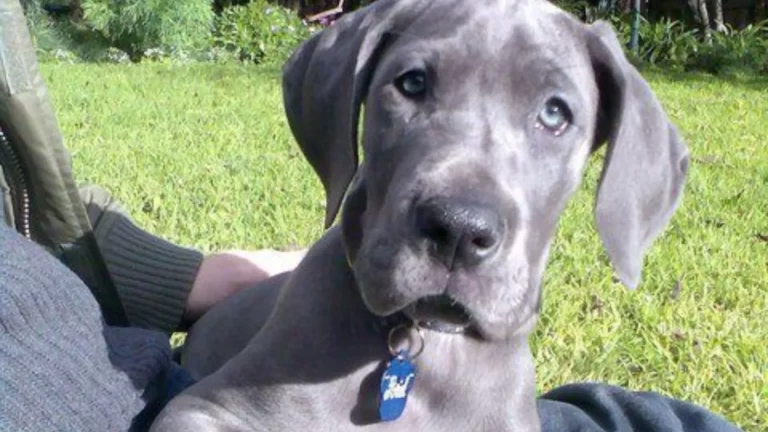 Great Dane Blue
