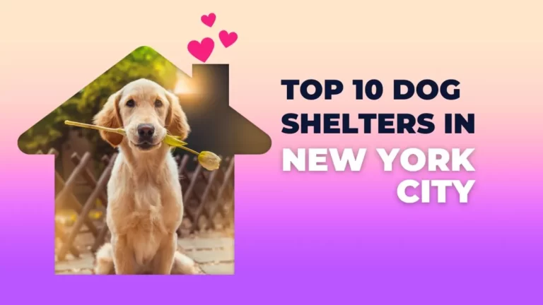 Top Dog Shelters in New York City