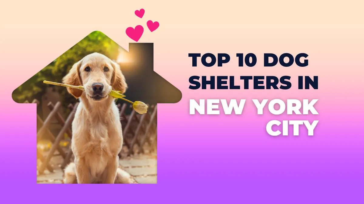Top Dog Shelters in New York City