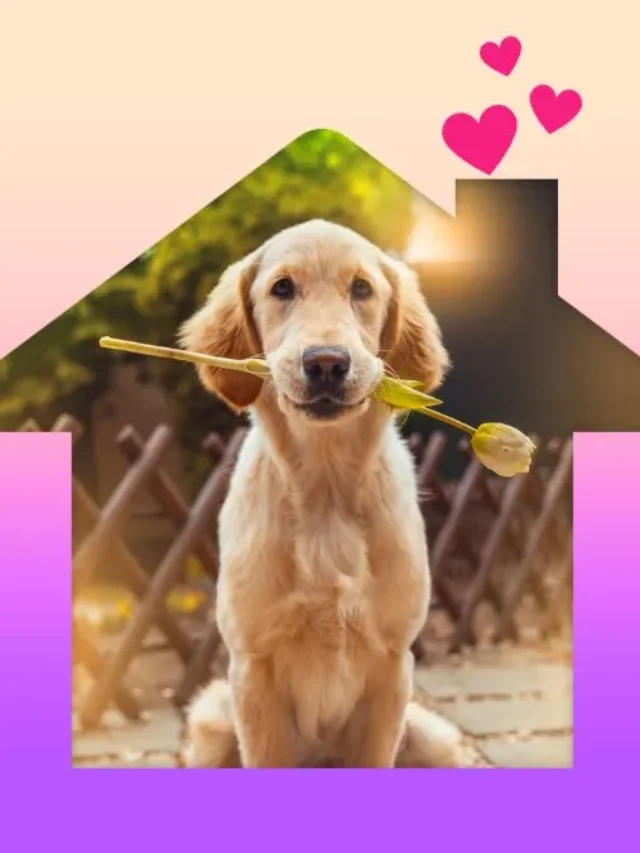 Top Dog Shelters in New York City