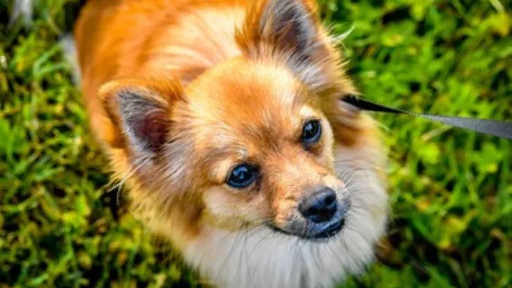 Pomeranian Chihuahua Mix Breed