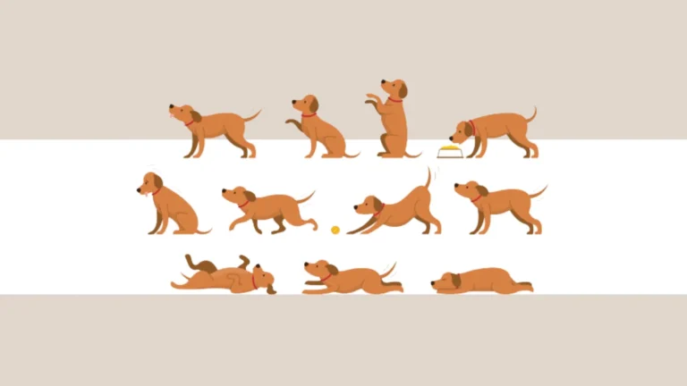 Understanding Dog Body Language