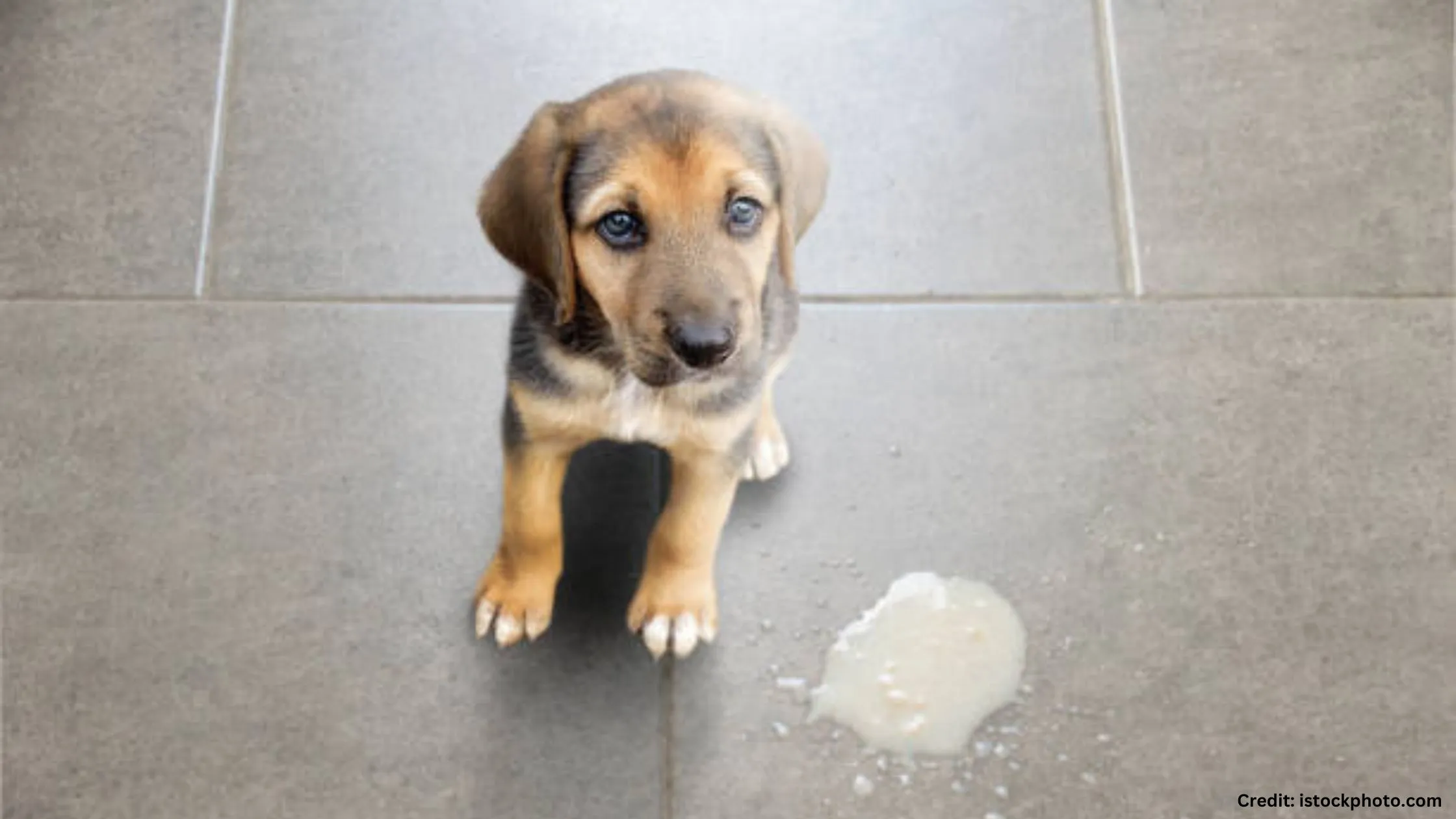 Dog Is Vomiting White Foam