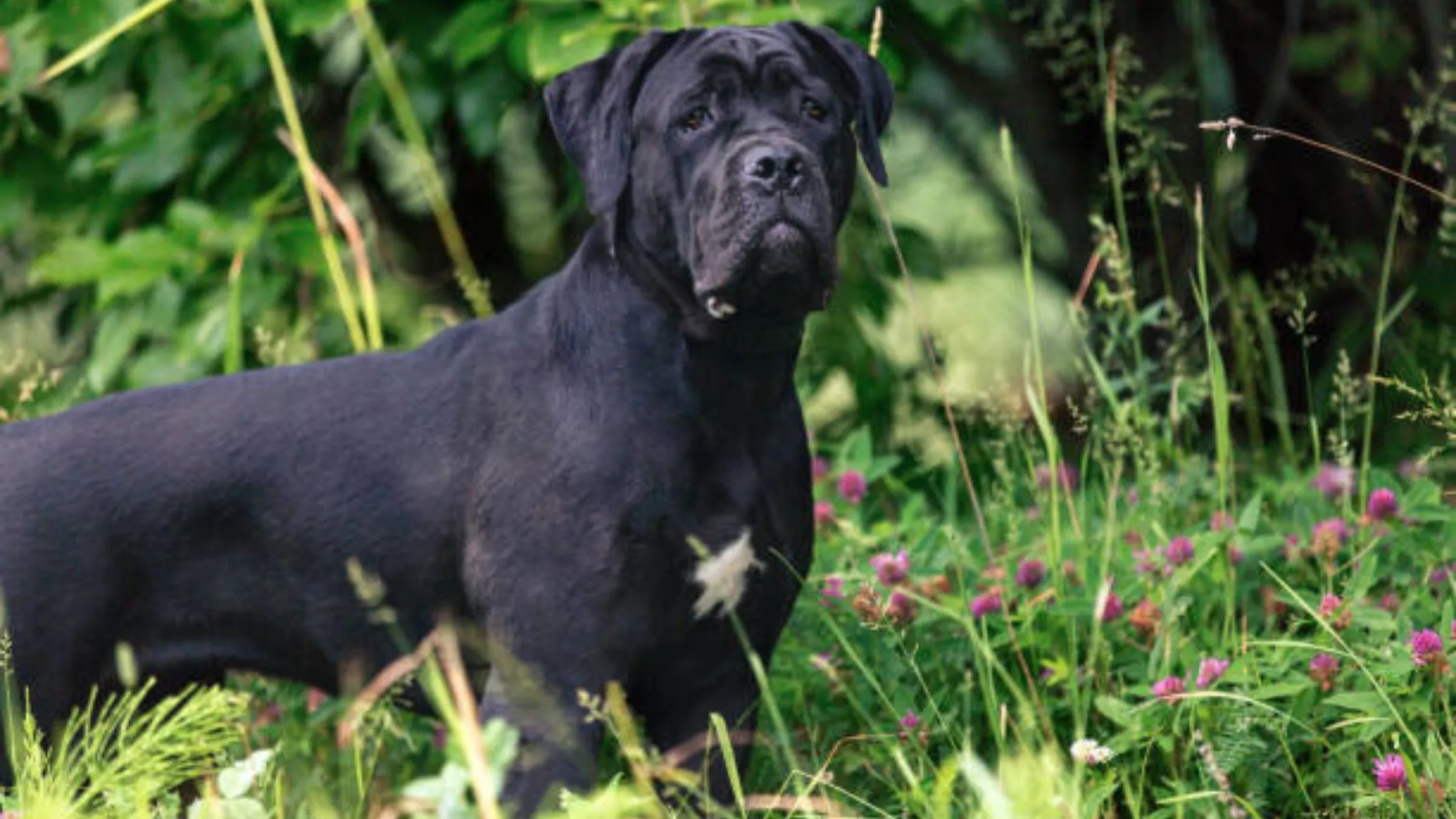 Cane Corso