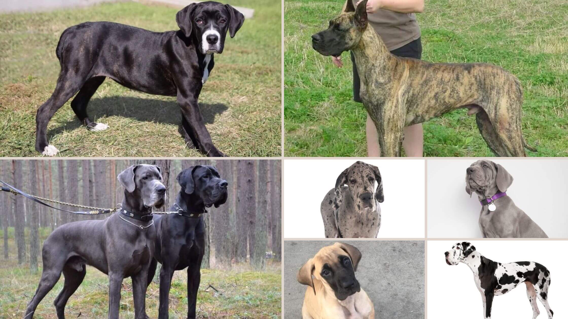 7 Great Dane Colors