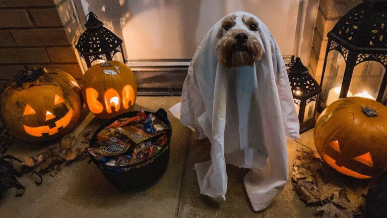 Halloween Fun Activities