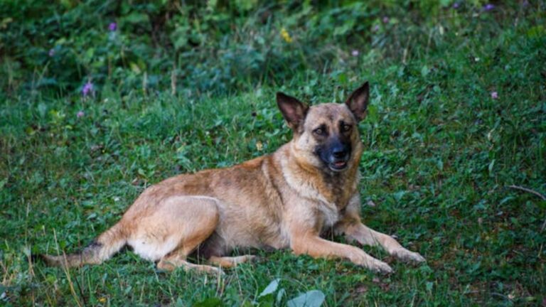 Malinois Belgian Shepherd
