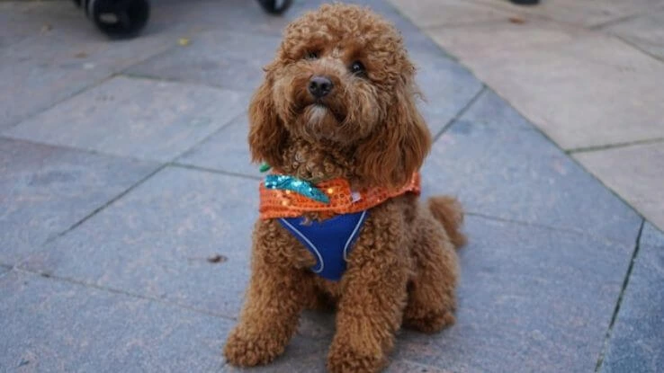 Trick or Treating