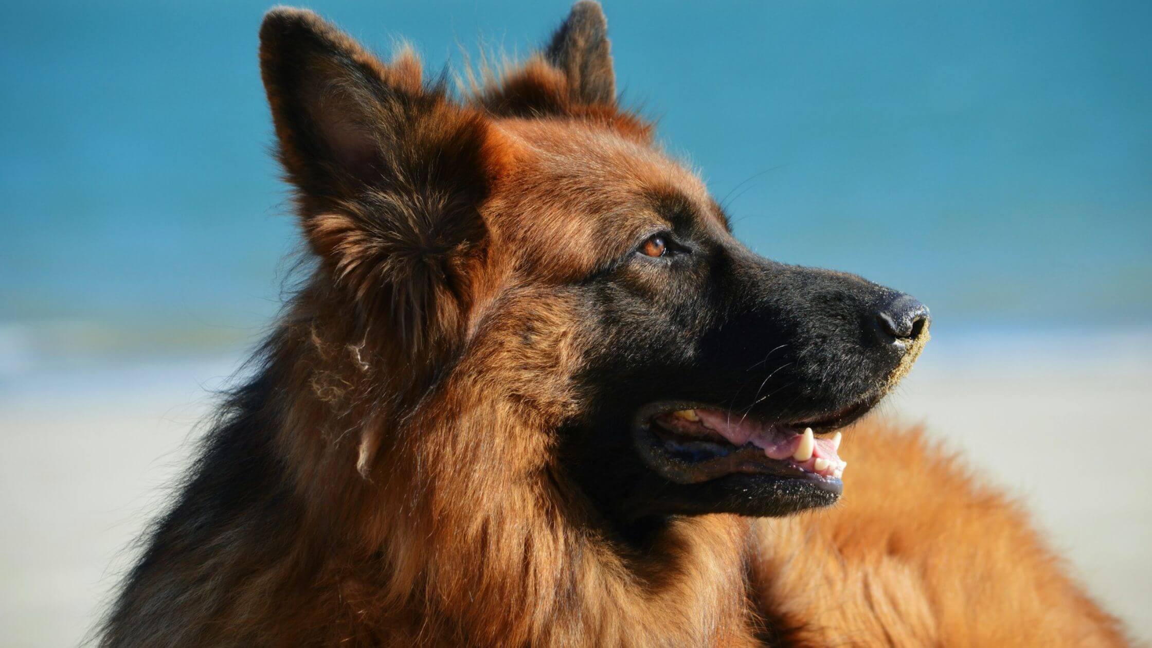 German Shepherd