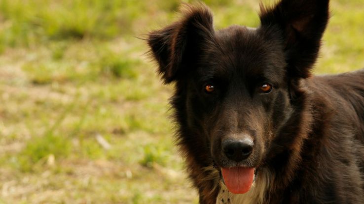 German Shepherd Chihuahua Mix German Shepherd Chihuahua Mix