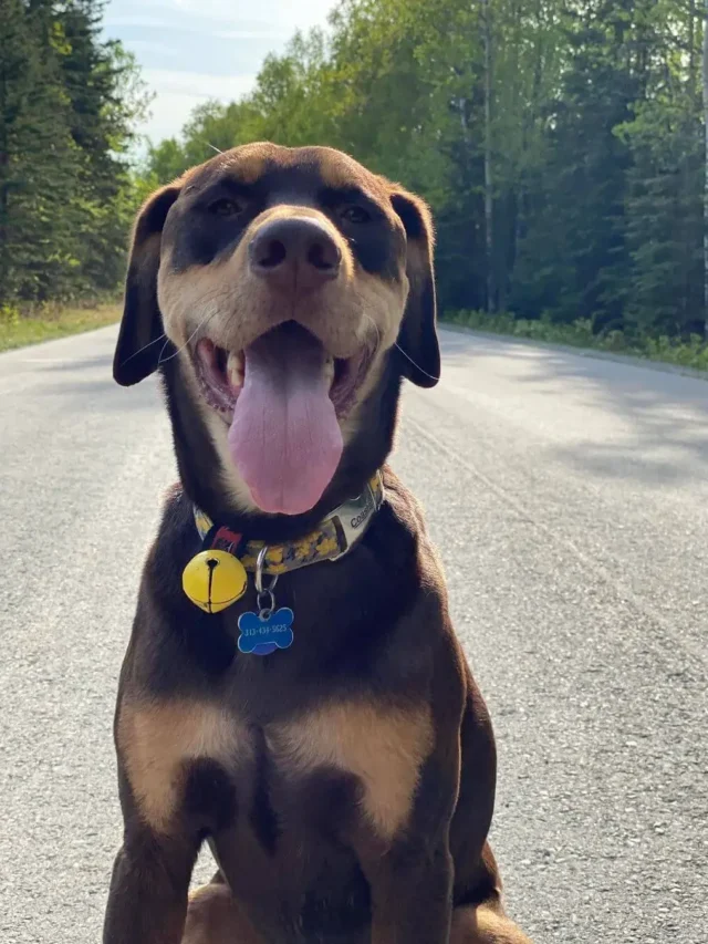 American Leopard Hound