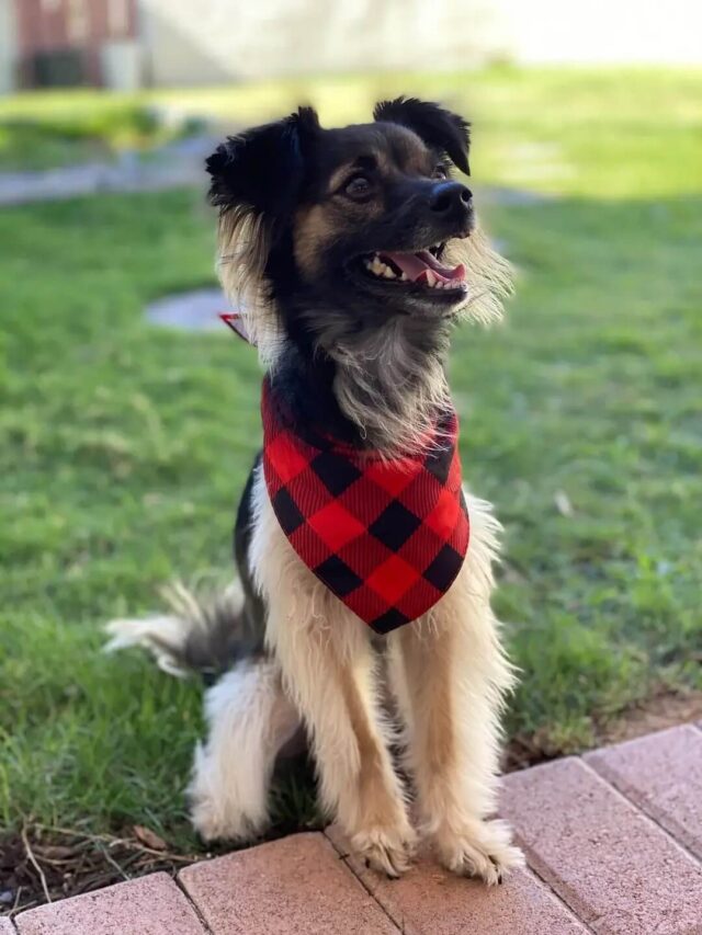 my-mom-adopted-this-