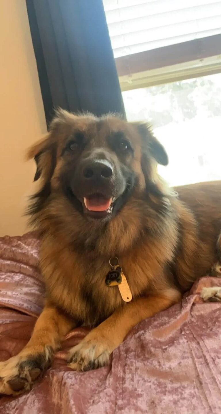 german-shepherd-chihuahua-mix2