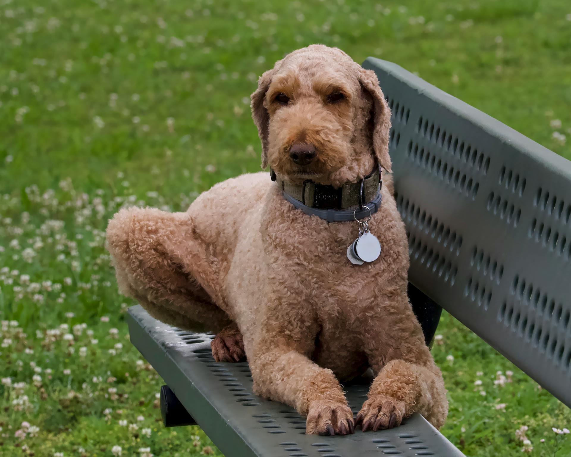 training a hybrid puppy